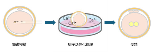 卵子活性化処理