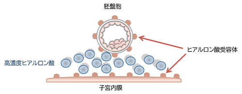 高濃度ヒアルロン酸含有培養液