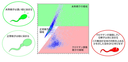精子DNA断片化検査
